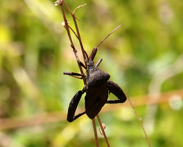 [Back view of the bug as it climbs up a stalk. The all-brown body has a tiny head, a triangular midsection, and a larger back section. While the front two sets of legs are relatively thin, the back two legs are very thick. The long antennas, each having four segments, extend from the sides of its small head.]
